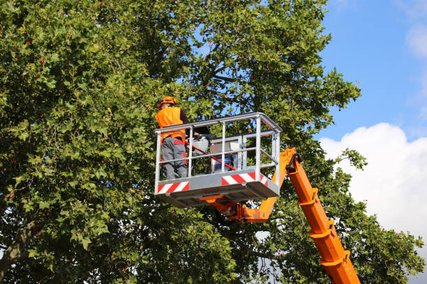 Best Large Tree Removal  in North Cape May, NJ